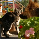 あなたは犬が好き？猫が好き？異性との相性をペットで見極める