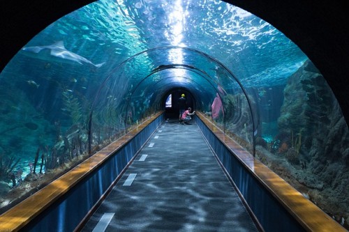 shark-tunnel-473012_640