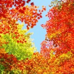 体験する秋！紅葉とプラスαが楽しめるスポット～関東編～