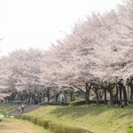 お花見デートを楽しもう！場所選びから持ち物、楽しみ方などを紹介