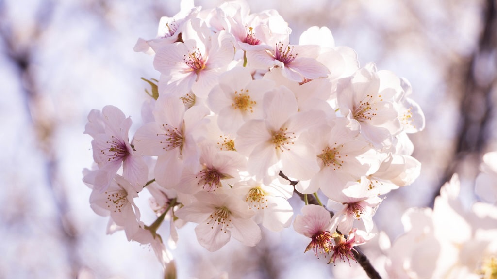 【特別企画】自衛隊 × 看護師のメインイメージ