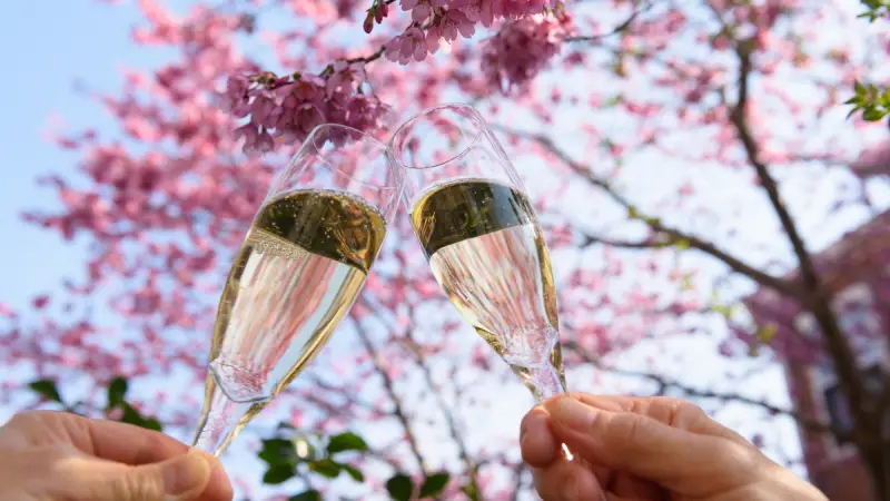 【年収1000万 or 超大手企業】お花見♡のメインイメージ